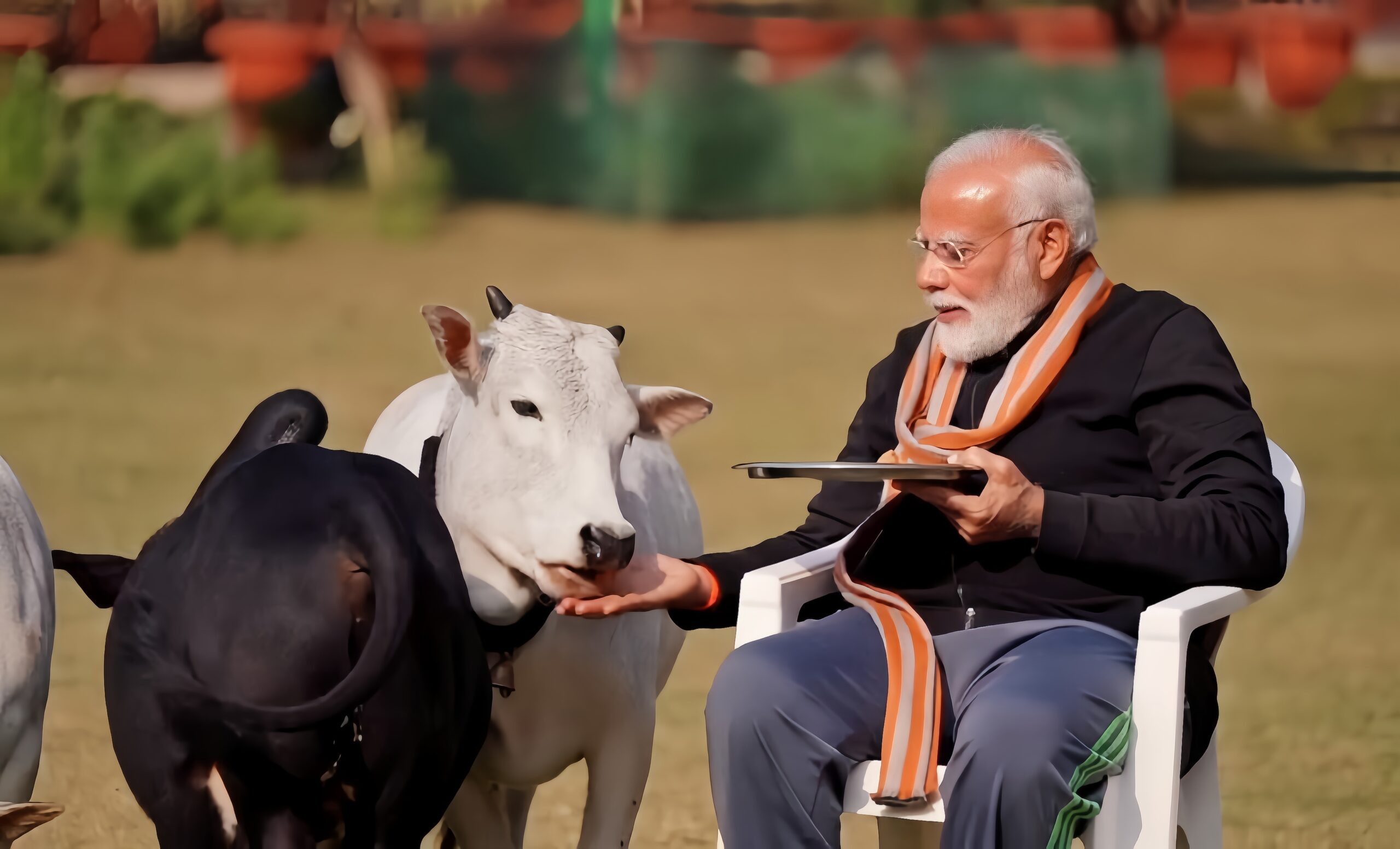 Read more about the article PM Modi’s Unique Gesture Punganur Cows