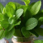 Beat the Summer Heat Naturally with These 5 Cooling Herbs